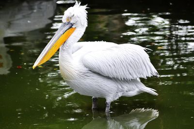 Close-up of white bird by lake