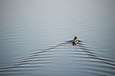 High angle view of duck swimming in lake