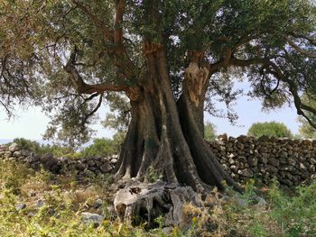 View of a tree in a field