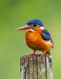 Beautiful blue-eared kingfisher bird alcedo meninting sitting on branch
