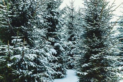 Trees in forest during winter