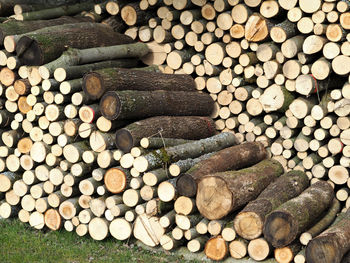 Stack of logs in forest