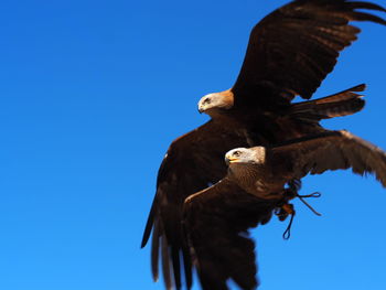 Low angle view of eagle flying against clear blue sky