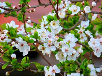 Close-up of cherry blossoms blooming outdoors