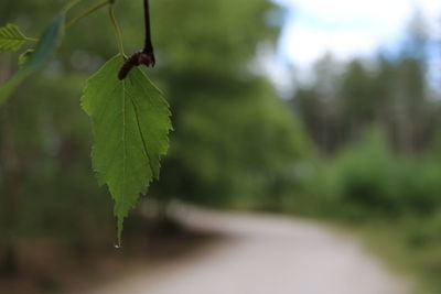 Close-up of leaves against blurred background