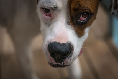 Close-up portrait of a dog