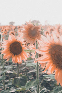 Close-up of orange flower