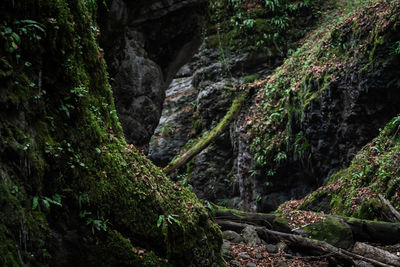 Scenic view of waterfall in forest