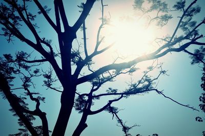 Low angle view of silhouette tree against sky