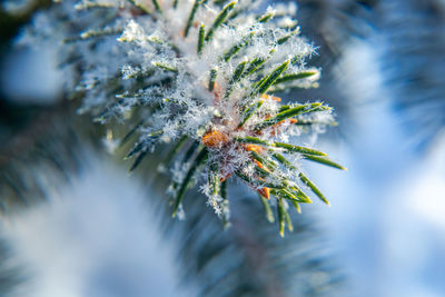 Close-up of plant