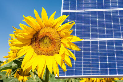 Close-up of sunflower against sky