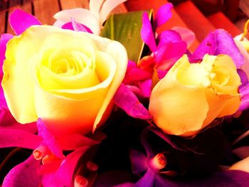 Close-up of pink rose