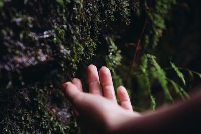 Close-up of hand holding plant