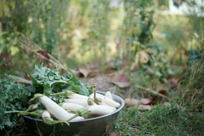 Close-up of vegetables on field