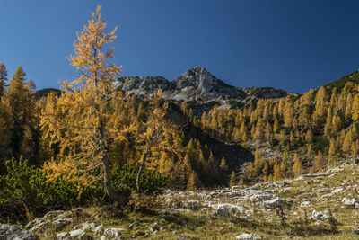 Scenic view of trees against clear blue sky