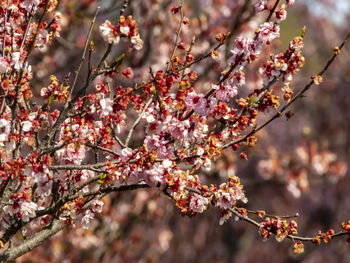 Close-up of cherry blossom tree