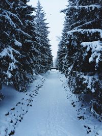 Snow covered road amidst trees against sky