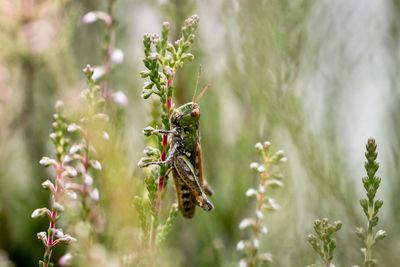 Close-up of grasshopper on plant