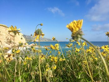 Close-up of yellow flowering plants on field against sky