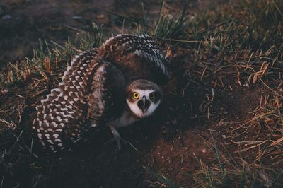 Close-up of eagle owl