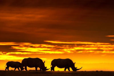 Side view of silhouette horses on landscape against sunset sky