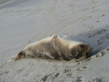 Close-up of sea lion on sand at beach