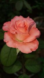 Close-up of pink rose