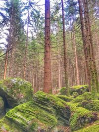 Trees growing in forest