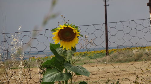 Close up of yellow flowers