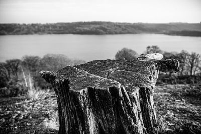 Close-up of lizard on wood in lake