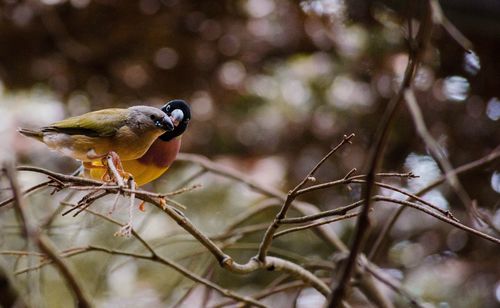 Birds perching on branch