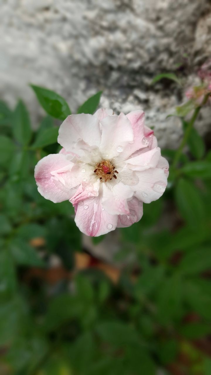 CLOSE-UP OF PINK FLOWER ON PLANT