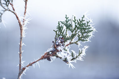 Close-up of snow on plant