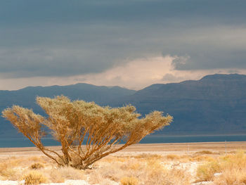 Tree on landscape against sky