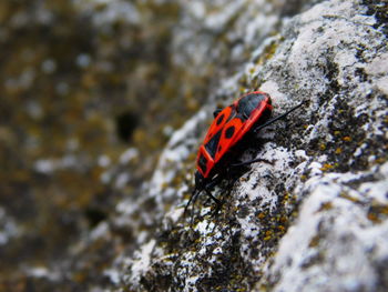 Close-up of red rose on rock