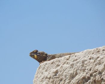 Low angle view of horse against clear blue sky