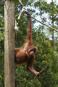 Monkey hanging on tree