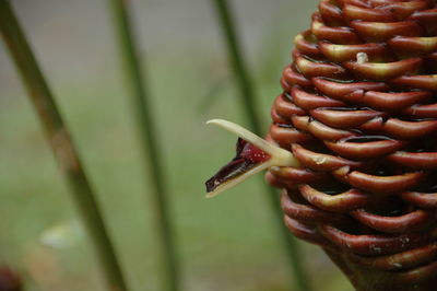 Close-up of crab on plant