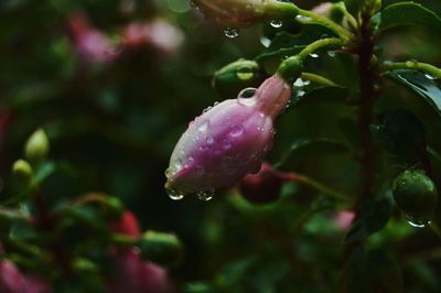 Close-up of water drops on flower