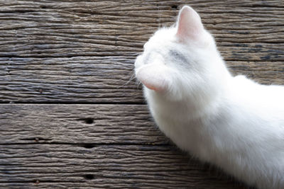 Close-up of white cat on wood