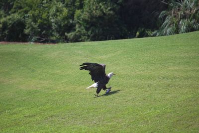 Bird flying over a field