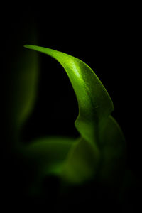 Close-up of leaf against black background