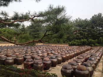 Row of trees in row