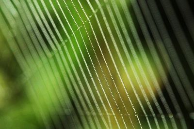 Full frame shot of green leaves