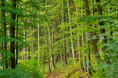 Trees growing in forest