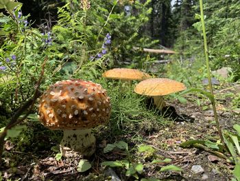 Close-up of mushroom growing on field