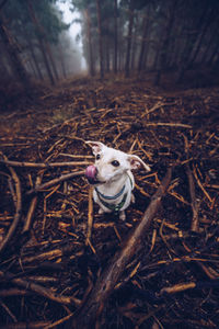 A dog in a forest