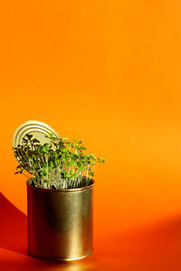 Young fresh healthy greens in a metal can. the concept of waste-free agriculture