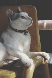 Close-up of dog sitting on chair