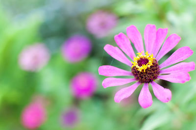 Close-up of flower blooming outdoors